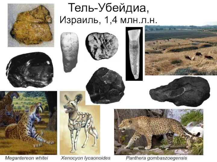 Megantereon whitei Panthera gombaszoegensis Тель-Убейдиа, Израиль, 1,4 млн.л.н. Xenocyon lycaonoides