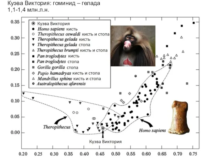 Куэва Виктория: гоминид – гелада 1,1-1,4 млн.л.н.