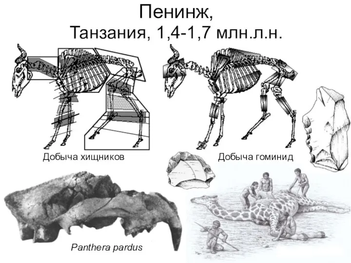 Пенинж, Танзания, 1,4-1,7 млн.л.н. Panthera pardus Добыча хищников Добыча гоминид