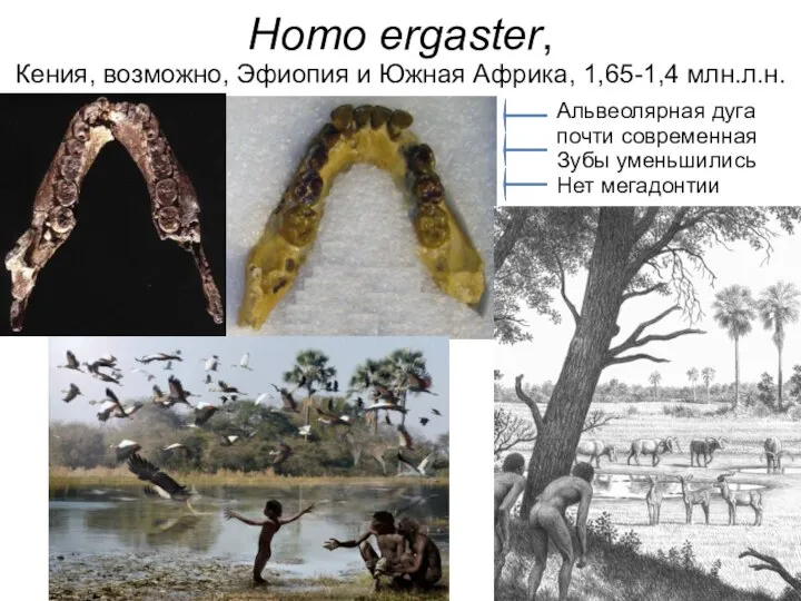 Homo ergaster, Кения, возможно, Эфиопия и Южная Африка, 1,65-1,4 млн.л.н. Альвеолярная