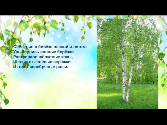 С. Есенин о берёзе весной и летом: Улыбнулись сонные берёзки Растрепали