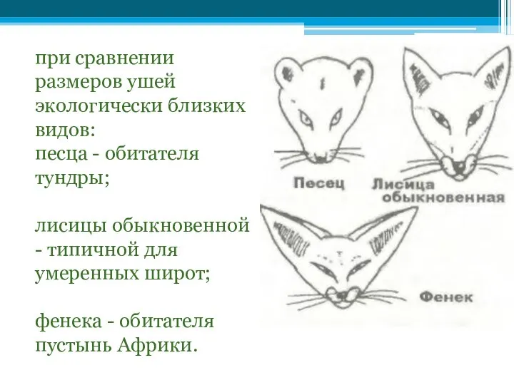 при сравнении размеров ушей экологически близких видов: песца - обитателя тундры;