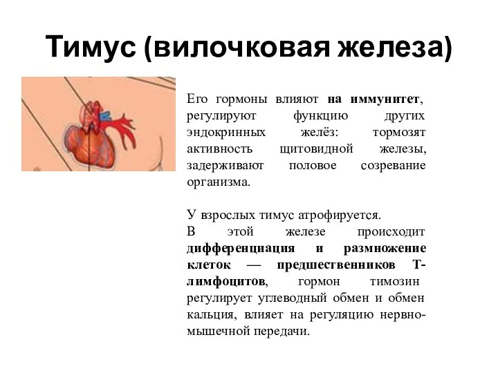 Тимус (вилочковая железа) Его гормоны влияют на иммунитет, регулируют функцию других