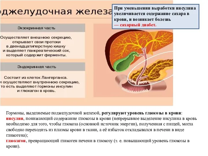 Гормоны, выделяемые поджелудочной железой, регулируют уровень глюкозы в крови: инсулин, понижающий