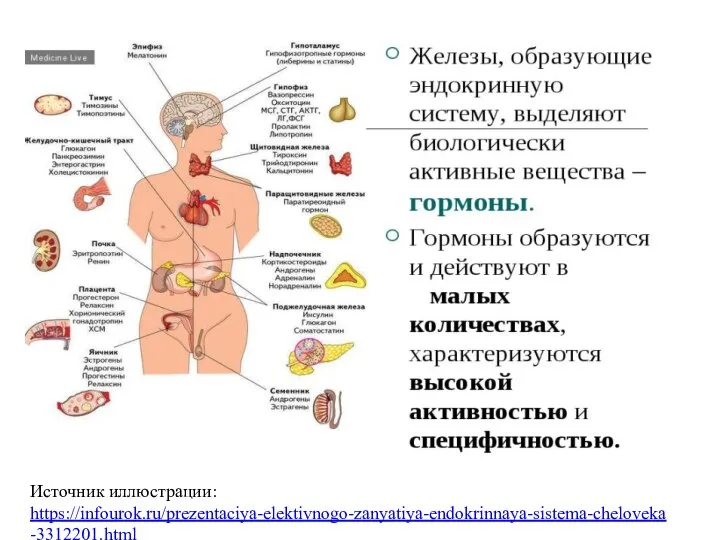 Источник иллюстрации: https://infourok.ru/prezentaciya-elektivnogo-zanyatiya-endokrinnaya-sistema-cheloveka-3312201.html