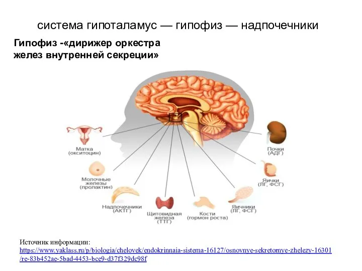 Гипофиз -«дирижер оркестра желез внутренней секреции» система гипоталамус — гипофиз — надпочечники Источник информации: https://www.yaklass.ru/p/biologia/chelovek/endokrinnaia-sistema-16127/osnovnye-sekretornye-zhelezy-16301/re-83b452ae-5bad-4453-bce9-d37f329dc98f