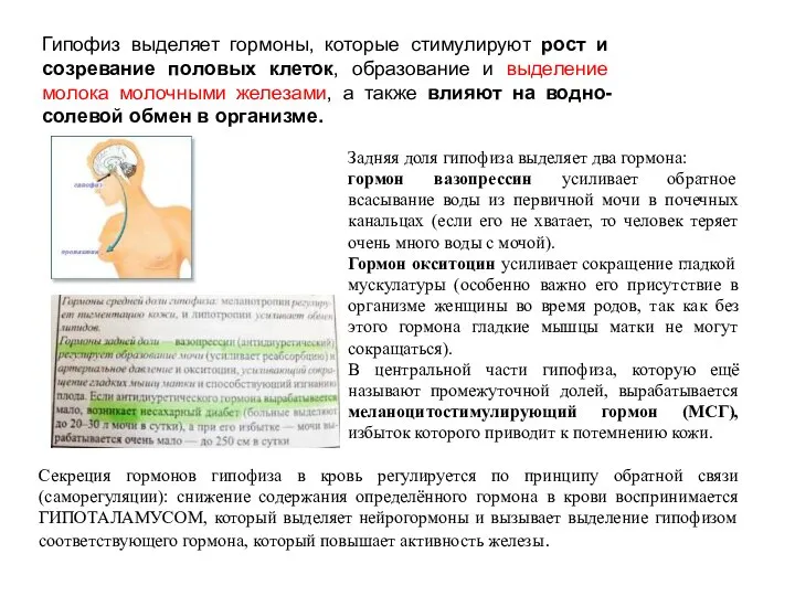 Гипофиз выделяет гормоны, которые стимулируют рост и созревание половых клеток, образование