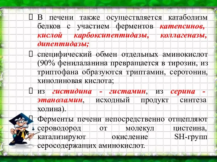 В печени также осуществляется катаболизм белков с участием ферментов катепсинов, кислой