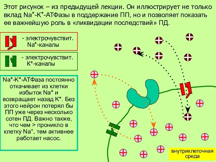 Этот рисунок – из предыдущей лекции. Он иллюстрирует не только вклад