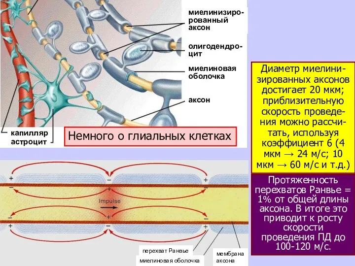 Скорость такого распространения низка и не пре-вышает у человека 1-2 м/с