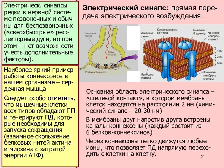 хими- ческий синапс: передача сигнала идет за счет вы- деления медиа-