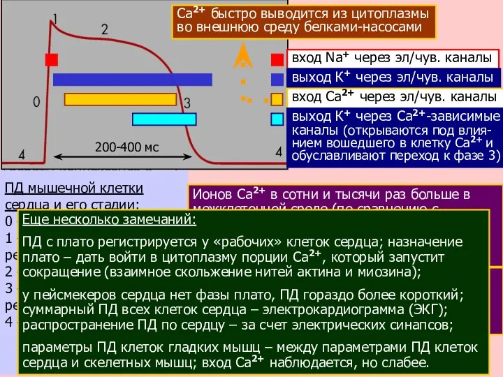 Электрическ. синапсы редки в нервной систе-ме позвоночных и обыч-ны для беспозвоночных