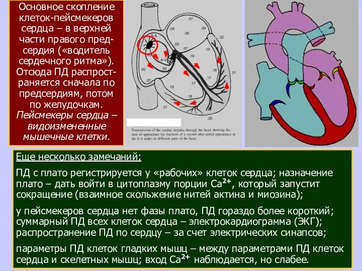 Еще несколько замечаний: ПД с плато регистрируется у «рабочих» клеток сердца;