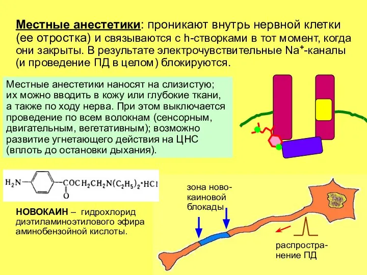 НОВОКАИН – гидрохлорид диэтиламиноэтилового эфира аминобензойной кислоты. Местные анестетики: проникают внутрь