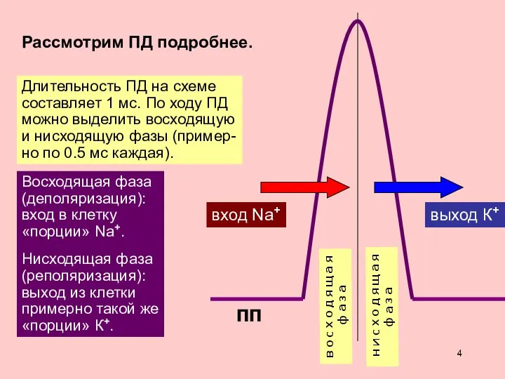 Рассмотрим ПД подробнее. Длительность ПД на схеме составляет 1 мс. По