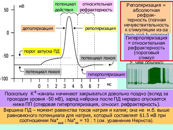 Поскольку К+-каналы начинают закрываться довольно поздно (вслед за проходом уровня -50