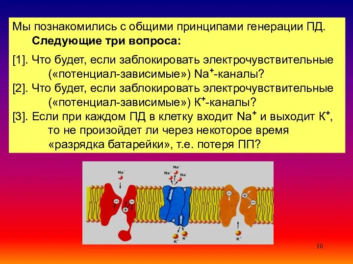 Мы познакомились с общими принципами генерации ПД. Следующие три вопроса: [1].