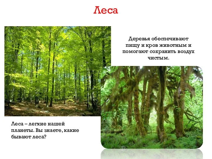 Леса Деревья обеспечивают пищу и кров животным и помогают сохранить воздух
