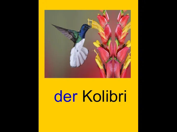 der Kolibri