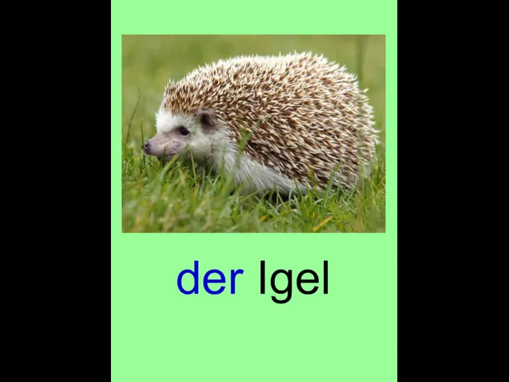 der Igel