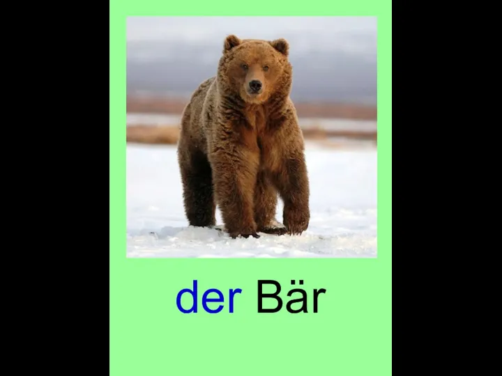 der Bär