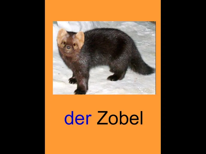 der Zobel