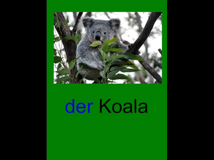 der Koala