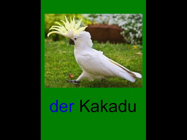 der Kakadu