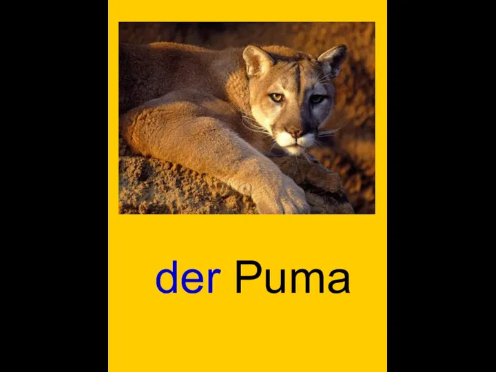 der Puma