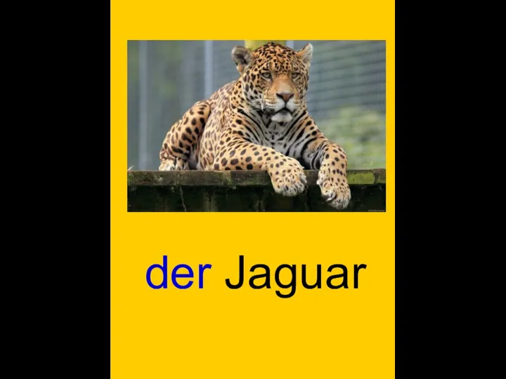 der Jaguar