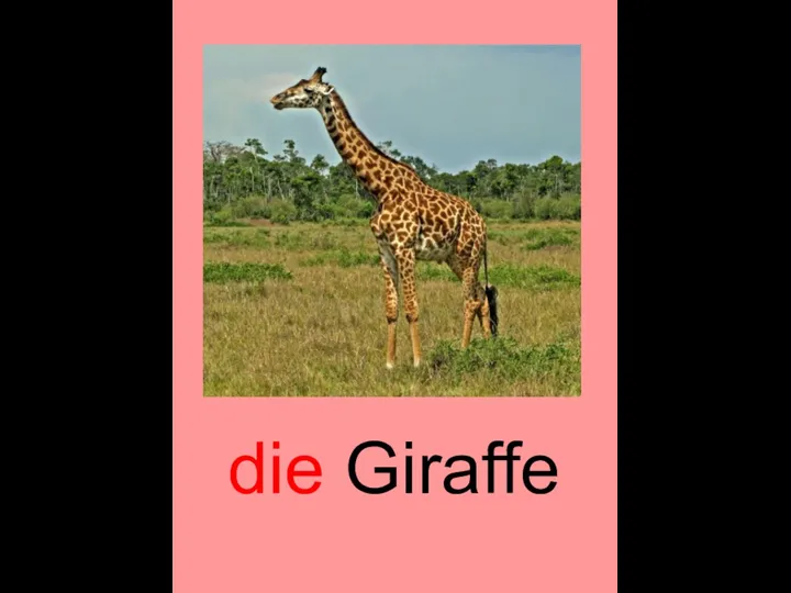 die Giraffe