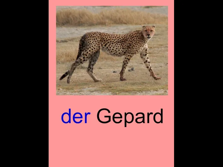 der Gepard