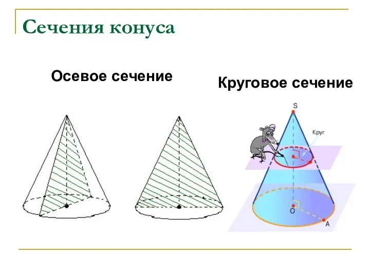 Сечения конуса Осевое сечение Круговое сечение