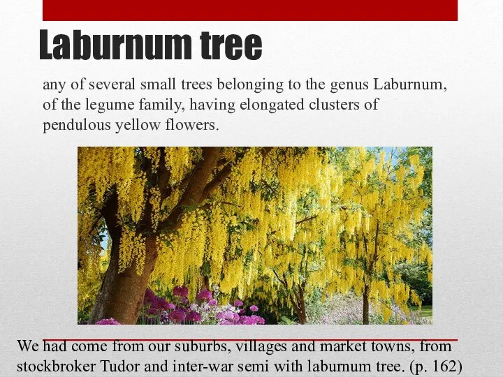 Laburnum tree any of several small trees belonging to the genus