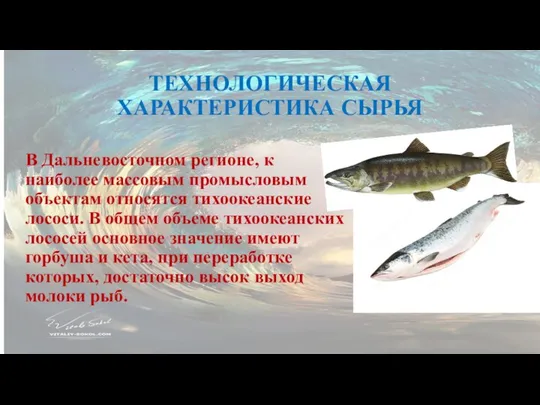 ТЕХНОЛОГИЧЕСКАЯ ХАРАКТЕРИСТИКА СЫРЬЯ В Дальневосточном регионе, к наиболее массовым промысловым объектам