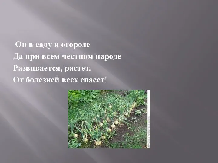 Он в саду и огороде Да при всем честном народе Развивается, растет. От болезней всех спасет!