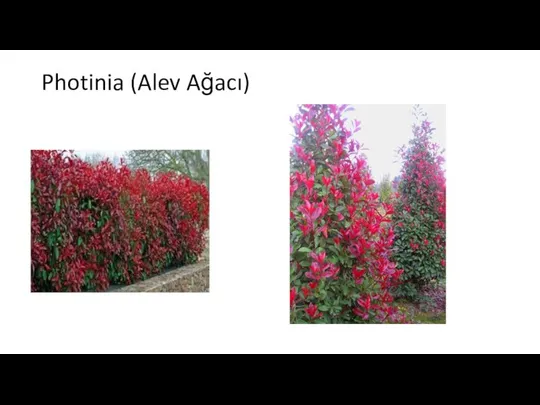 Photinia (Alev Ağacı)