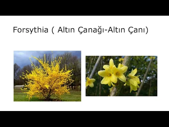 Forsythia ( Altın Çanağı-Altın Çanı)