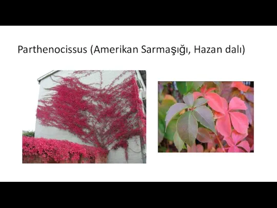 Parthenocissus (Amerikan Sarmaşığı, Hazan dalı)