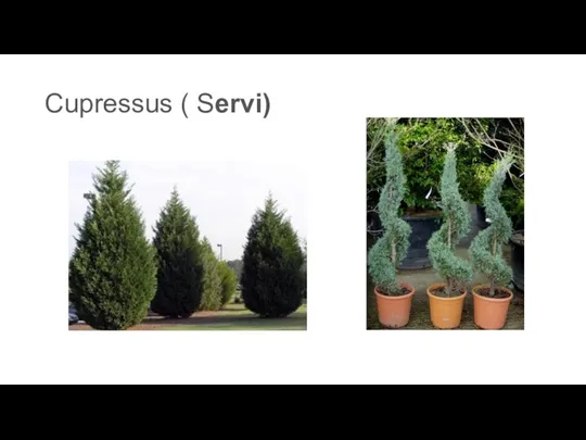 Cupressus ( Servi)