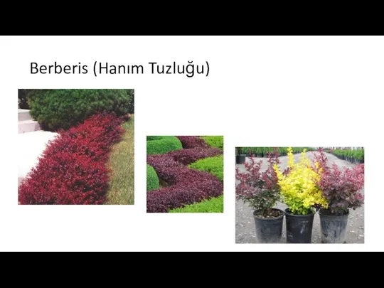 Berberis (Hanım Tuzluğu)