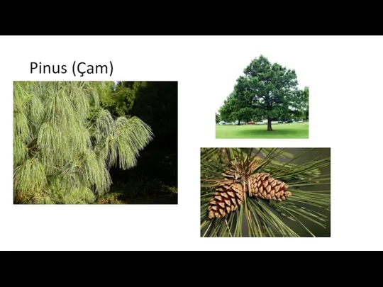 Pinus (Çam)