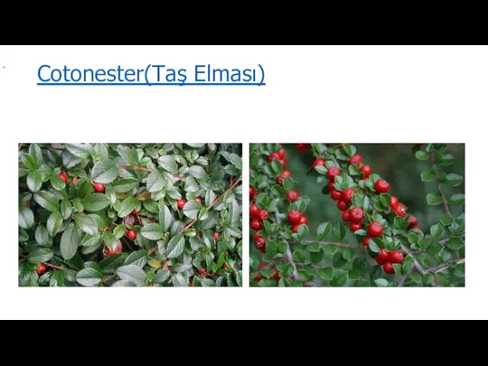 Cotonester(Taş Elması)