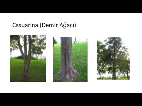 Casuarina (Demir Ağacı)