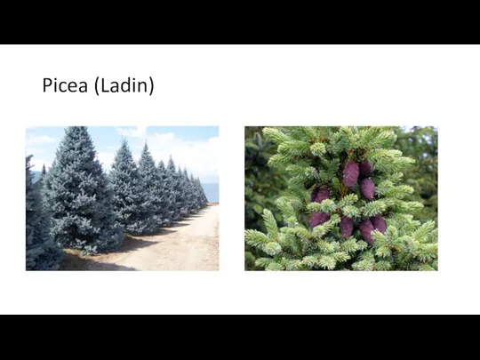 Picea (Ladin)