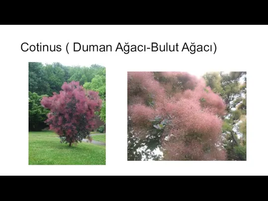 Cotinus ( Duman Ağacı-Bulut Ağacı)