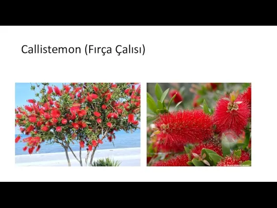 Callistemon (Fırça Çalısı)