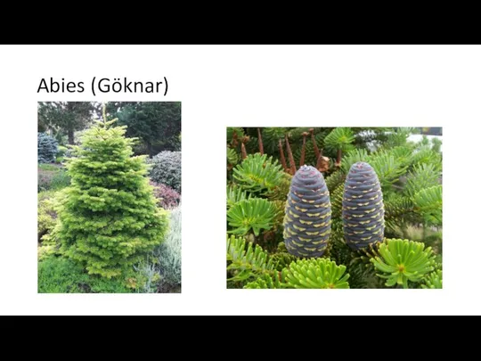 Abies (Göknar)