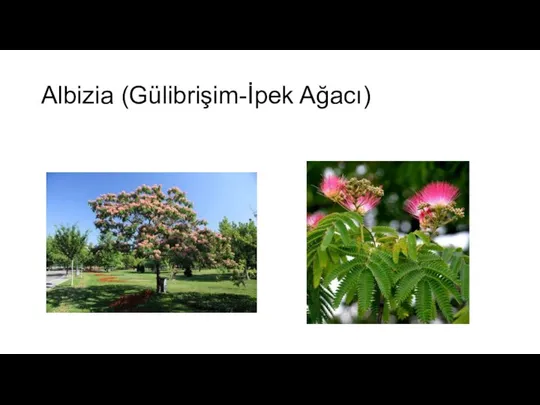 Albizia (Gülibrişim-İpek Ağacı)