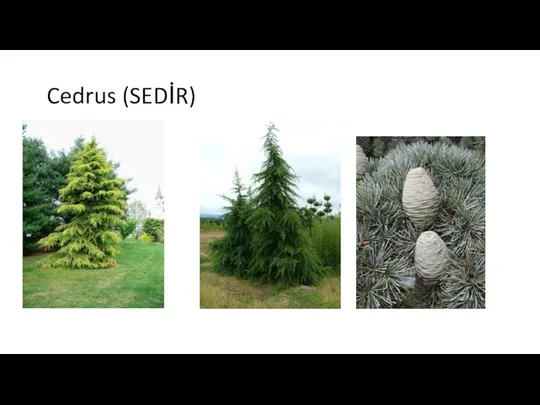 Cedrus (SEDİR)